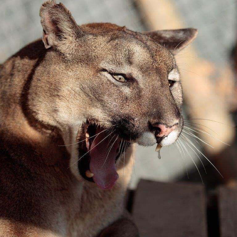 Ein Puma mit offenem Maul.